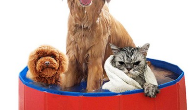 우리 강아지, 용산구 애견 수영장에서 시원하게 물놀이! 🐶💦